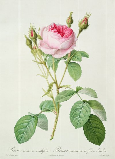 Rosa muscosa multiplex (double moss rose), engraved by Langlois, from 
